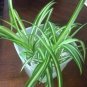 4 Assorted 4 INCH Potted Plants