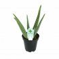 4 Assorted 4 INCH Potted Plants