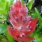 4 Assorted 4 INCH Potted Plants