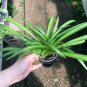 10 Air Cleaning Hawaiian Green Spider Plants Bare Root