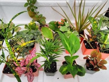 3 Live 4 inch Potted Plants with "FREE SHIPPING"