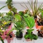 3 Live 4 inch Potted Plants with "FREE SHIPPING"