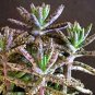 10 Assorted MIsc Live Plants with Tags in starter pots..FREE SHIPPING