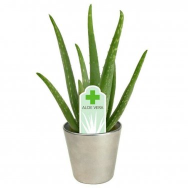 ALOE VERA 4 NICE PLANTS  bare root