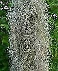 SPANISH MOSS / BOX FULL