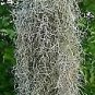 SPANISH MOSS / BOX FULL