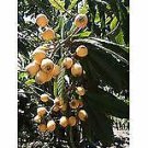 Japanese Plum Tree Potted Starter Plant...hard to find