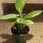 Japanese Plum Tree Potted Starter Plant...hard to find