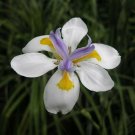 4 Misc. Plants; (4"pot) Party Favors, Plant Gardens, Gifts & MORE