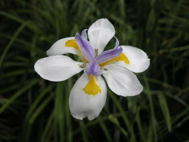 4 Misc. Plants; (4"pot) Party Favors, Plant Gardens, Gifts & MORE