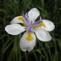 4 Misc. Plants; (4"pot) Party Favors, Plant Gardens, Gifts & MORE