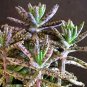 4 Misc. Plants; (4"pot) Party Favors, Plant Gardens, Gifts & MORE