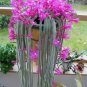 4 Misc. Plants; (4"pot) Party Favors, Plant Gardens, Gifts & MORE