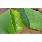 3 lbs Fresh Cut Organic ALOE Leaves, Medicinal Uses, All Natural