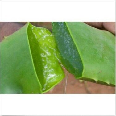 3 lbs Fresh Cut Organic ALOE Leaves, Medicinal Uses, All Natural