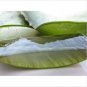 3 lbs Fresh Cut Organic ALOE Leaves, Medicinal Uses, All Natural