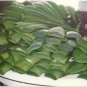 3 lbs Fresh Cut Organic ALOE Leaves, Medicinal Uses, All Natural