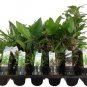 6 Assorted MIsc Live Plants with Tags in starter pots..FREE SHIPPING