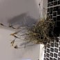6 Assorted MIsc Live Plants with Tags in starter pots..FREE SHIPPING