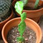 6 Assorted MIsc Live Plants with Tags in starter pots..FREE SHIPPING