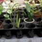 6 Assorted MIsc Live Plants with Tags in starter pots..FREE SHIPPING