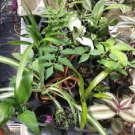 Plants 6 Assorted MIsc Live Named Potted!!!