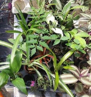 Plants 6 Assorted MIsc Live Named Potted!!!