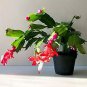 Plants 6 Assorted MIsc Live Named Potted!!!
