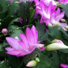 Pink Christmas Cactus in 4" Hanging Pot FREE SHIPPING