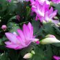 Pink Christmas Cactus in 4" Hanging Pot FREE SHIPPING