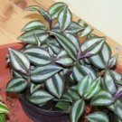 2 Different Live Hanging Plants!!!