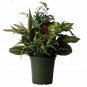 2 Different Live Hanging Plants!!!