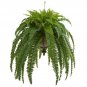 2 Different Live Hanging Plants!!!