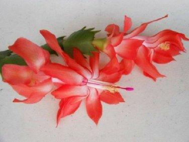 Red Christmas Cactus in 4" Hanging Pot FREE SHIPPING