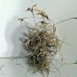 Ball Moss Tillandsia Recurvata 9 Clusters for Air Plant Terrariums "SHIPS FREE"