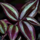 6 Potted Wandering Jew Plants~Party Favors, Terrariums, Fairy Gardens, Gifts!!!