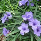 4 Air Purifying Plants in 4 inch pots "FREE SHIPPING"