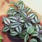 4 Air Purifying Plants in 4 inch pots "FREE SHIPPING"