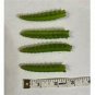 Dog Tail Aporocactus Flagelliformis Cactus 6 Fresh Cuttings ~ FREE SHIPPING!!!