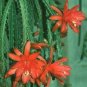 Dog Tail Aporocactus Flagelliformis Cactus 6 Fresh Cuttings ~ FREE SHIPPING!!!