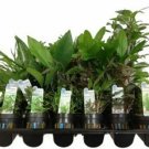 6 Fairy Garden Plants Assorted Varieties...SHIPS FREE!!!