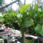3 Live Assorted Hanging Plants!!! FREE SHIPPING