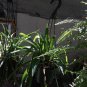 3 Live Assorted Hanging Plants!!! FREE SHIPPING
