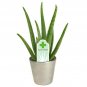 6 DIFFERENT Assorted Live Potted Plants!!!