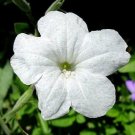 6 White Texas Tulips Plant Cuttings "Hard to Find" / FREE SHIPPING