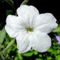 6 White Texas Tulips Plant Cuttings "Hard to Find" / FREE SHIPPING