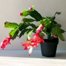 3 Different Live Hanging Plants...Grower's Choice...FREE SHIPPING!!!