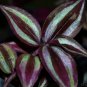 24 Purple Wandering Jew Tradescantia Zebrina Cuttings FREE SHIPPING!!!