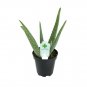 4 Assorted Potted Plants FREE SHIPPING