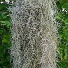 LIVE Spanish Moss~LIVE Air Plant~tons of uses! 1 Gallon Bag-LOTS